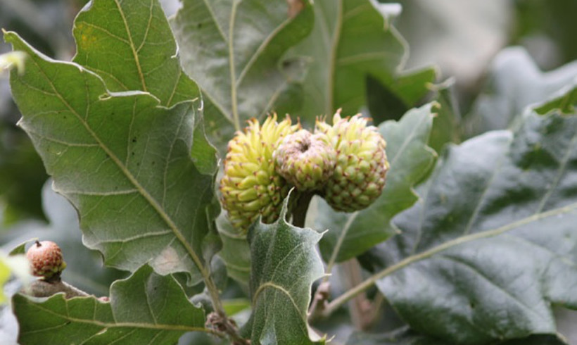 Quercus Macrolepis