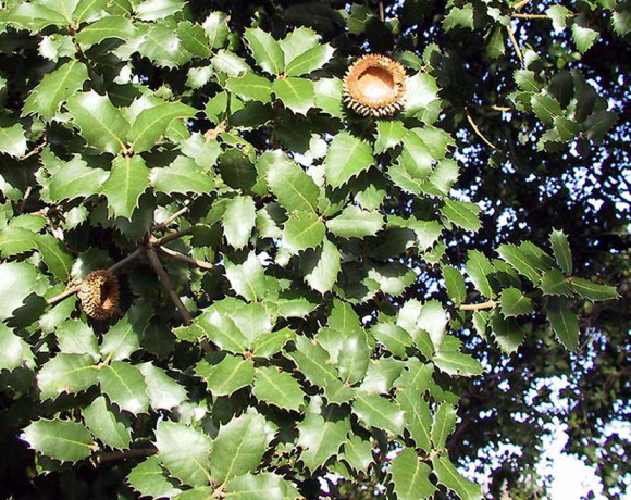 Quercus Coccifera
