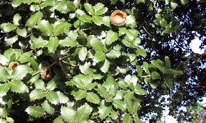 Quercus Coccifera