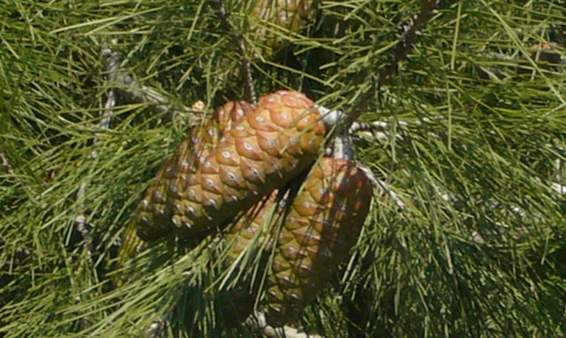 Pinus Halepensis